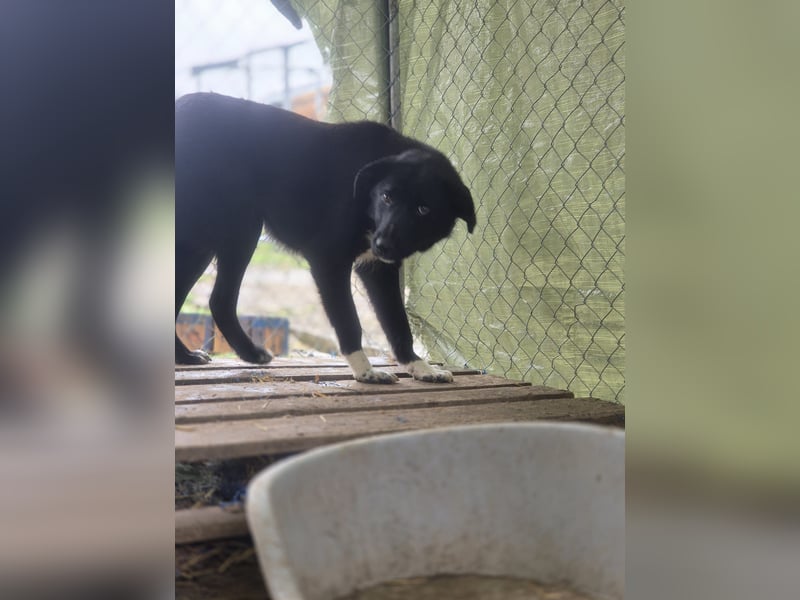 TAIN, sucht Hundeprofis, 10 Monate, 54 cm, Rüde, Herdenschutz-Mix, Tierschutz Rumänien