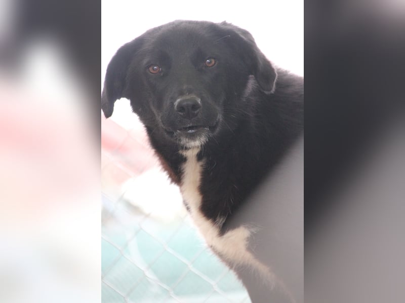TAIN, sucht Hundeprofis, 10 Monate, 54 cm, Rüde, Herdenschutz-Mix, Tierschutz Rumänien