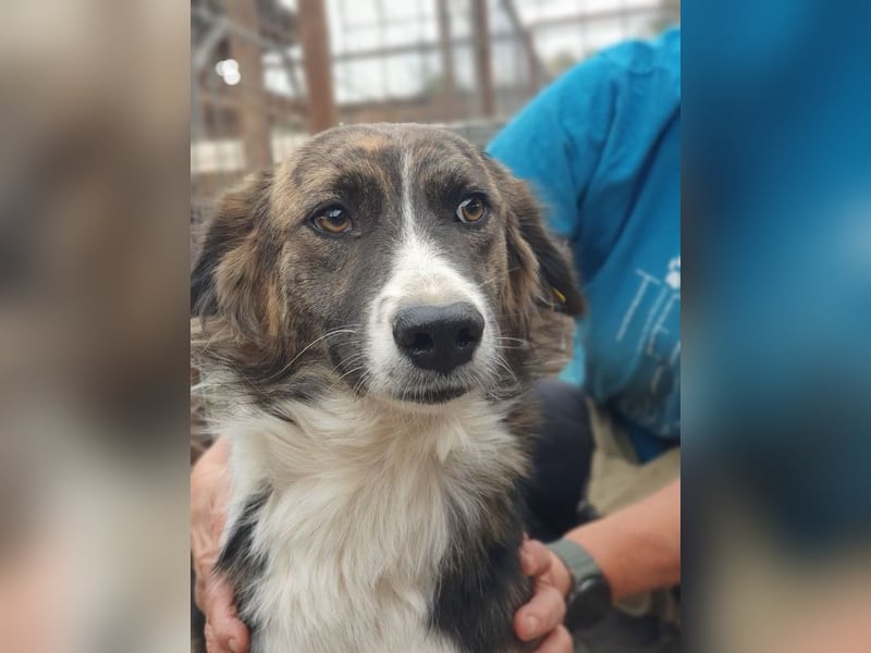 ♥MIA♥ ganz zutrauliche, verschmuste, wunderschöne tricolor-Hündin 56 cm