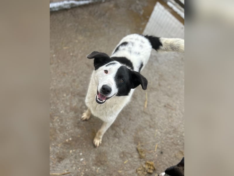 ⭐️SNOOPY⭐️, Spaßvogel und Spielkamerad, Rüde, 1,5 Jahre, 51 cm, Mischling, Tierschutz Rumänien