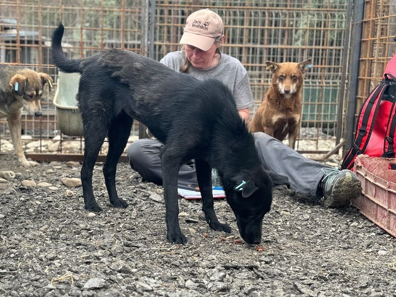 ♥MAYRA♥ verschmuste, äußerst menschenbezogene, wunderschöne zarte schwarze Hündin 53 cm