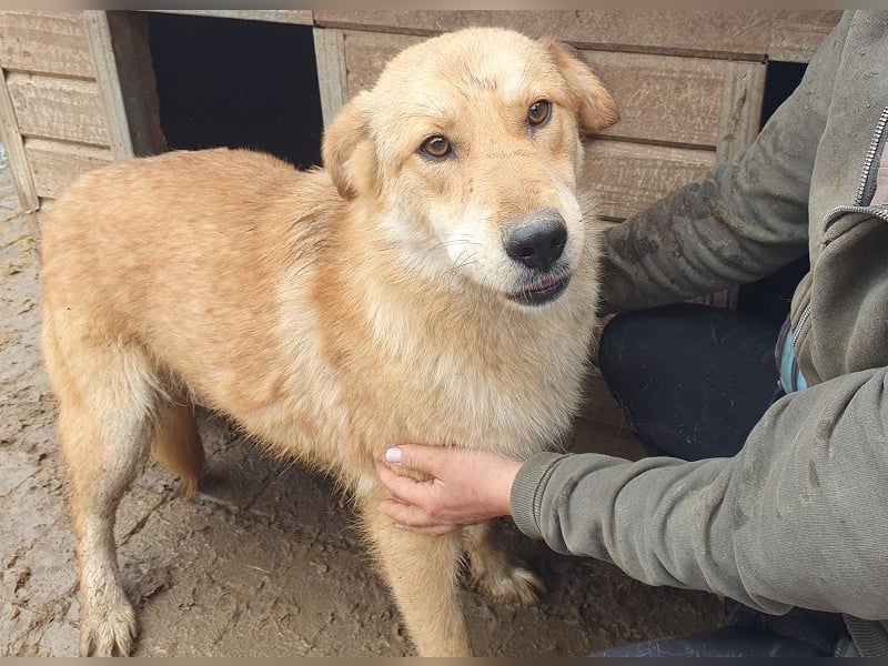 ♥NAEMI♥ ganz aufgeschlossene, verspielte, witzige Hündin 53 cm - ein echter Sonnenschein