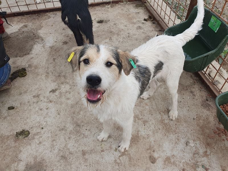 ♥WICKI♥ wunderbarer, unglaublich zutraulicher Gute-Laune-Hund, der einfach zum Verlieben ist 58 cm