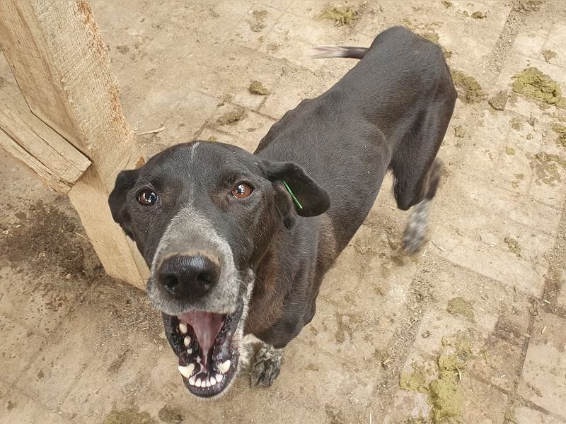 NOTFALL ♥AYLA♥ sehr menschenbezogene, bewegungsfreudige, viel zu dünne Junghündin 54 cm