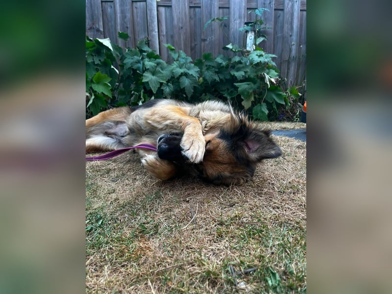 DIANA, coole Begleiterin, 4 Jahre, 55 cm, Pflegestelle Duisburg, Tierschutz Rumänien