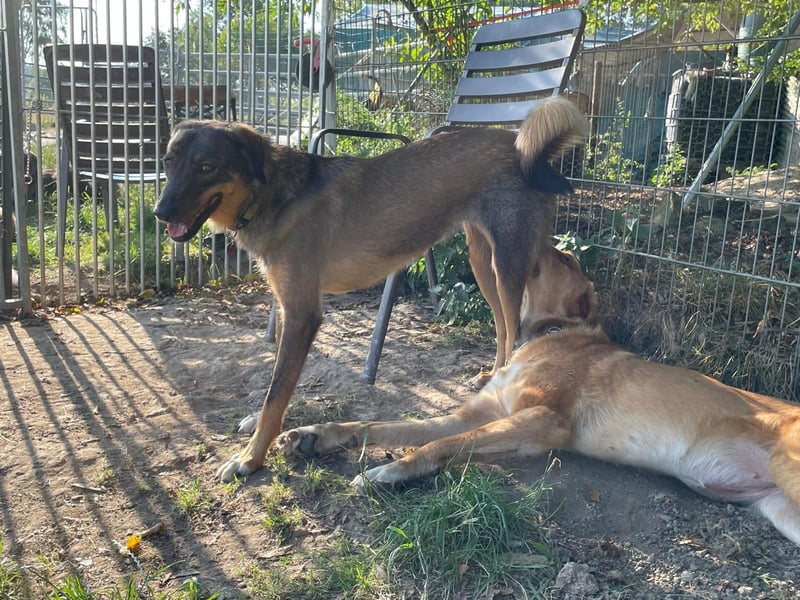 AMY, liebe Frohnatur, 2,5 Jahre, 59 cm, Mischling, Pflegestelle 57635, Tierschutz Rumänien