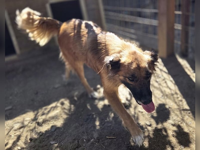 ♥GRIFFIN♥ unglaublich menschenbezogener, sportlicher Rüde mit wunderschönem längeren Fell 55 cm