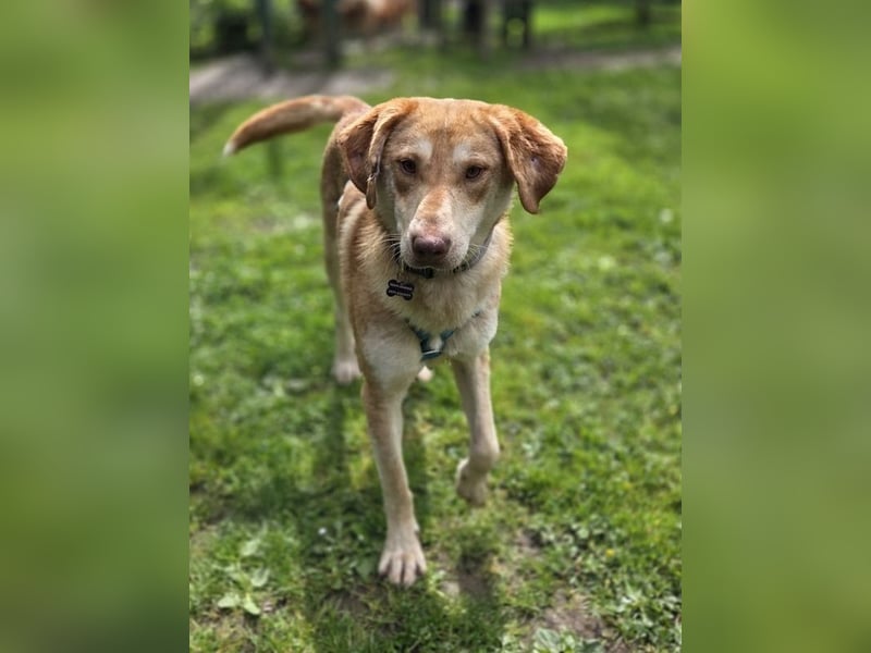 ♥GHANDI♥ neu auf Pflegestelle bei Köln - wunderbarer, ganz menschenbezogener Rüde 57 cm