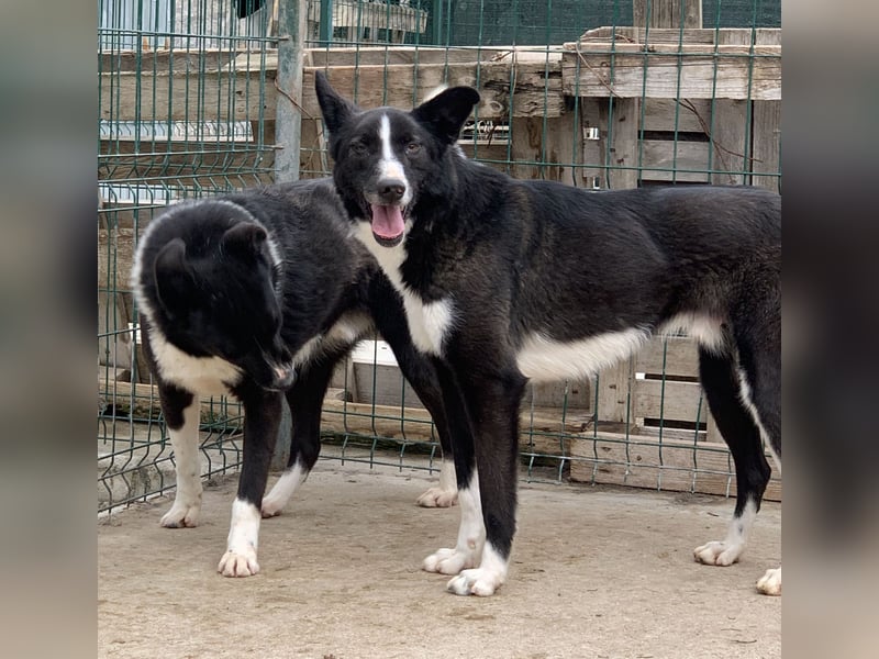 ⭐️CODI⭐️, Border Collie-Mischling, 8 Jahre, 54 cm, Mischling, Tierschutz Rumänien