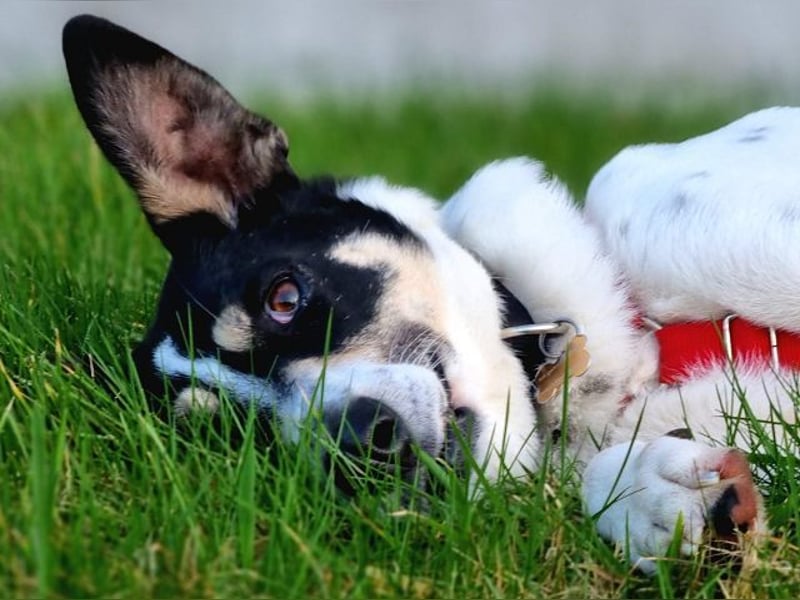 ♥AMANDA♥ auf Pflegestelle bei Köln - süße, verschmuste und unkomplizierte Hündin 54 cm