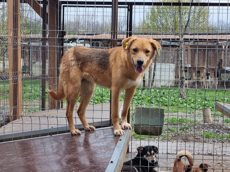 ♥LUCIA♥ süße, zarte Hündin, die vom Tierheimleben eingeschüchtert ist 54 cm
