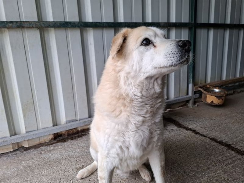 ♥FRANZ♥ ganz lieber, ruhiger, dankbarer Plüschhund, der ein Leben voller Entbehrungen hatte 52 cm