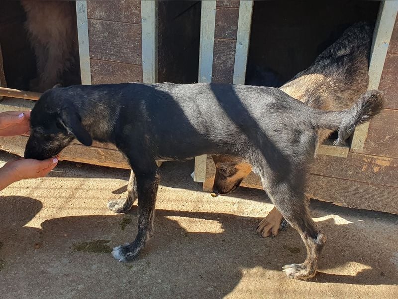 ♥GINGER♥ verspielte, sportliche, leider zu dünne, tolle Junghündin voller Lebenslust - mittelgroß