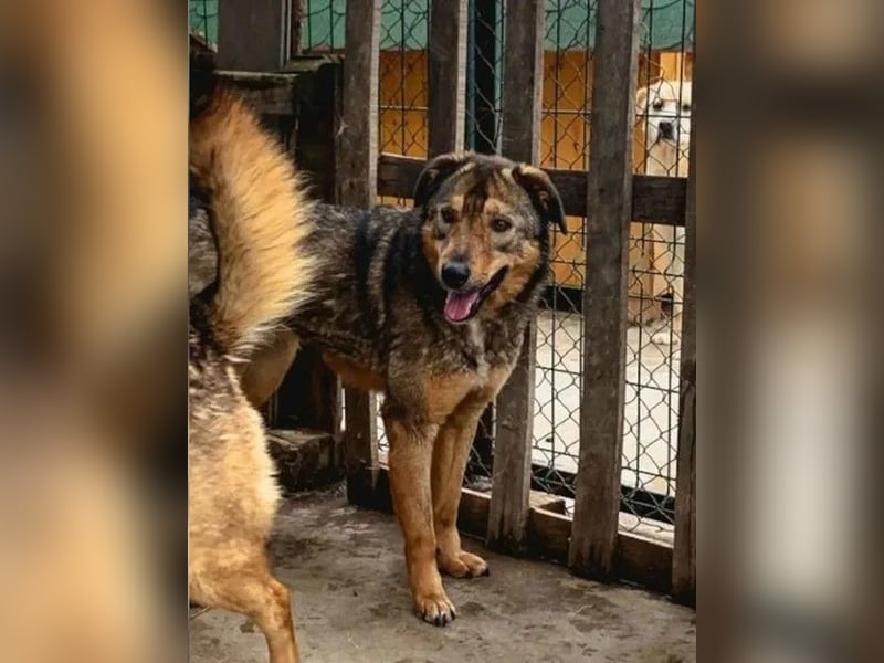 ⭐️SALIA⭐️, schüchterne Schönheit, Hündin, 8 Jahre, 51 cm, Mischling, Tierschutz Rumänien