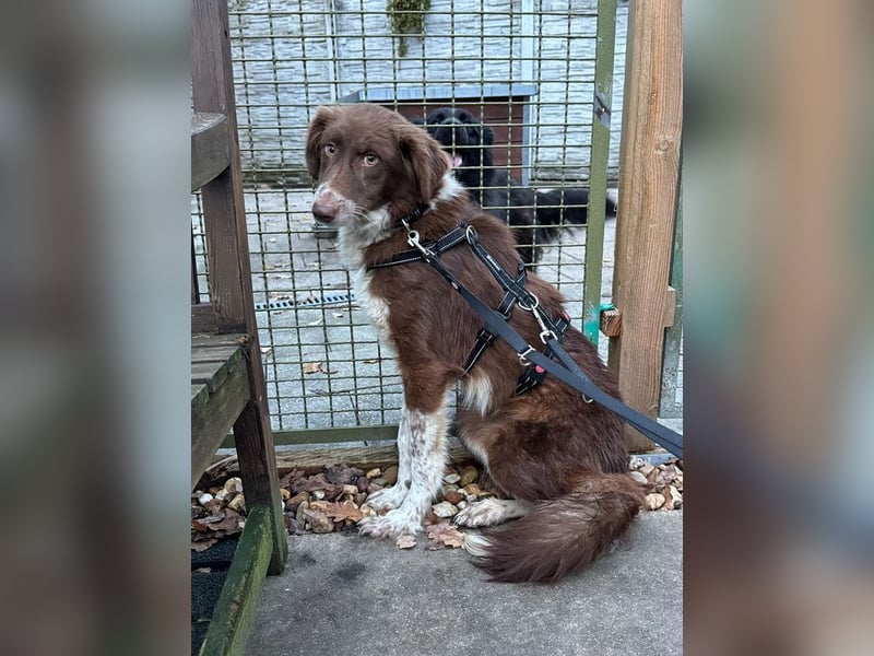 ♥LYRA♥ neu auf Pflegestelle bei Leverkusen - wunderschöne, ganz liebe, sensible Seele 53 cm