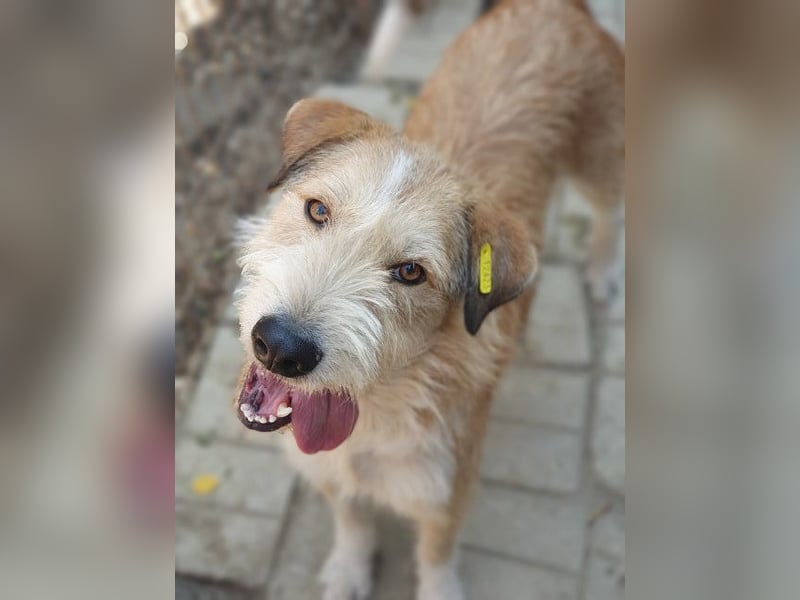 ♥CHAP♥ hübscher, ganz zutraulicher und neugieriger Gute-Laune-Hund 57 cm