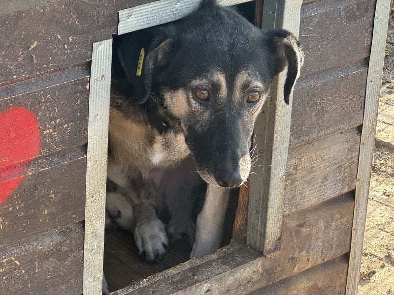 ♥KAURI♥ sehr zutraulicher, armer Rüde, dem die Verzweiflung ins Gesicht geschrieben steht 57 cm