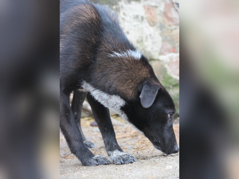 ⭐️SMOKY⭐️, sportlicher Rüde, 1,5 Jahre, 52 cm, Mischling, Tierschutz Rumänien