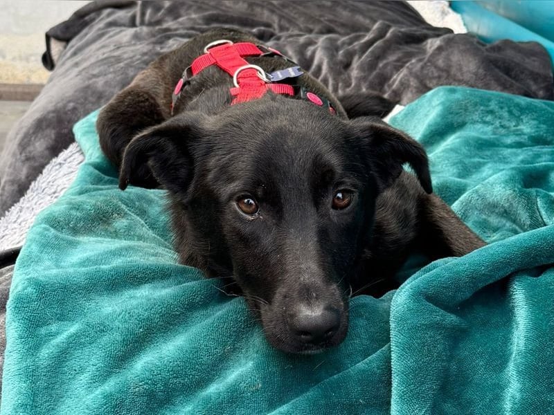 ♥LANA♥ neu auf Pflegestelle bei Köln - bewegungsfreudige, offene schwarze Schönheit 56cm