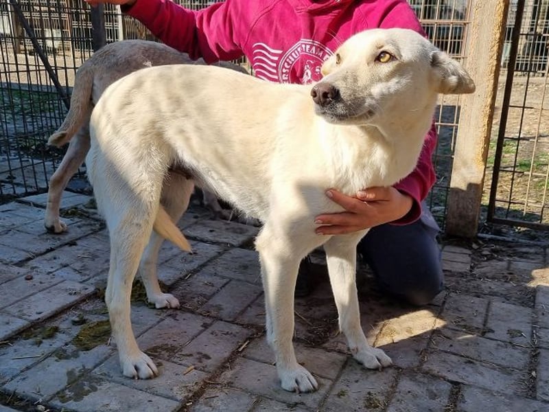 ♥JULE♥ süße, ganz liebe, noch unsichere Juniorin 55 cm