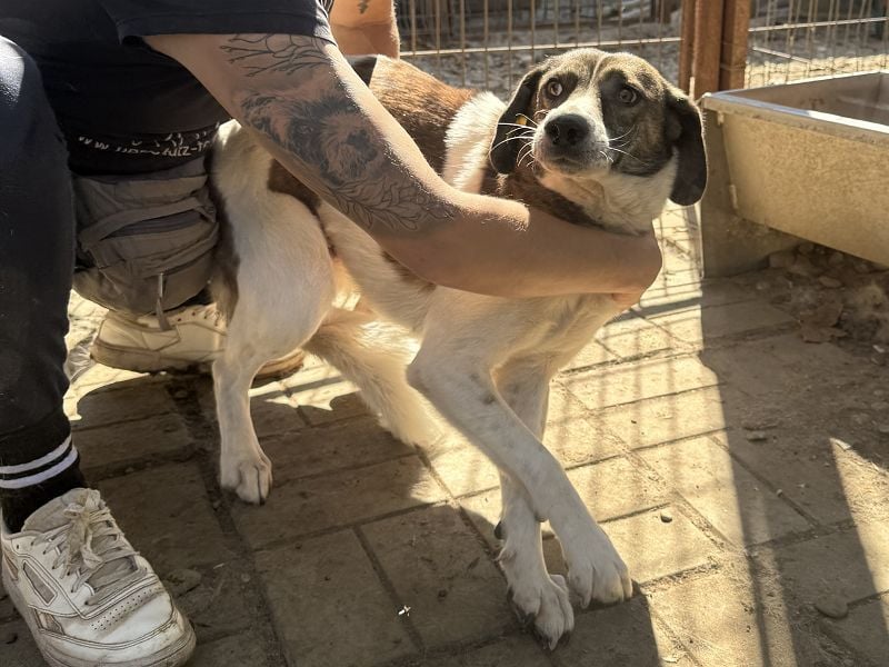 ♥NORA♥ hübsche, weiß-braun-gefleckte, noch zurückhaltende süße Maus 51 cm