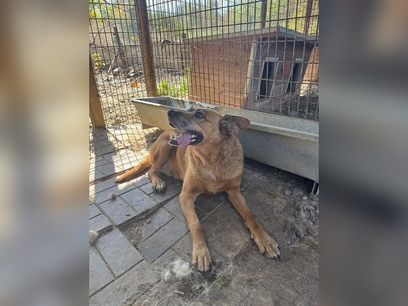 NOTFALL ♥LITCHIE♥ süße, verschmuste, tolle Seniorhündin, für die wir einen Gnadenplatz suchen 56 cm