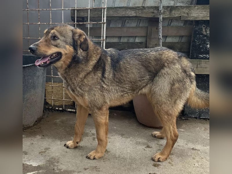 ⭐️SALIA⭐️, schüchterne Schönheit, Hündin, 8 Jahre, 51 cm, Mischling, Tierschutz Rumänien