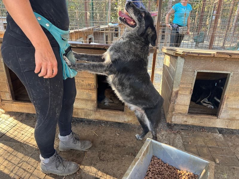 ♥JACKO♥ unglaublich lieber und menschenbezogener Senior, der schon 4 Jahre im Tierheim wartet 53 cm