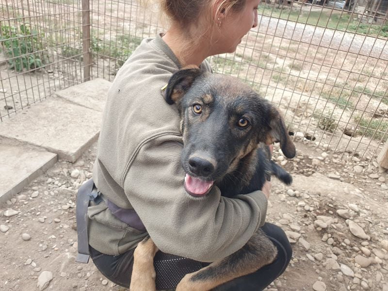 ♥MATTEO♥ wunderschöner, verschmuster, anhänglicher Junior mit leuchtend braunen Augen 52 cm