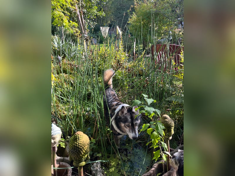 PUCKI, Husky-Border Collie-Mix, 7 Jahre, 60 cm, Pflegestelle Düsseldorf, Tierschutz