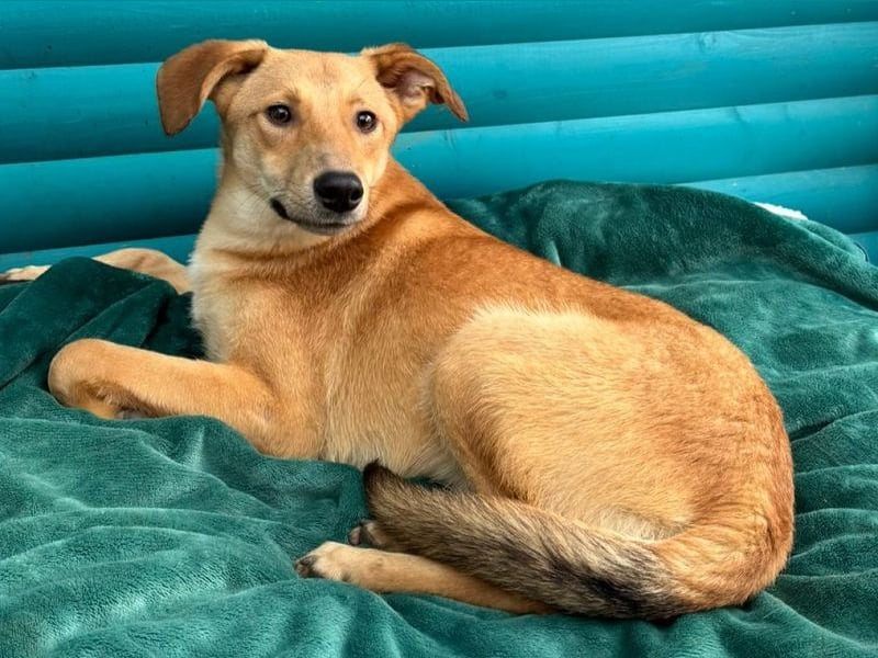 ♥GORBI♥ auf Pflegestelle bei Köln - aufgeschlossener, fröhlicher, anhänglicher Junior 52 cm