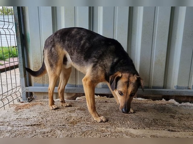 ♥BENJI♥ wunderbarer Rüde: verschmust, anhänglich, ganz lieb 52 cm