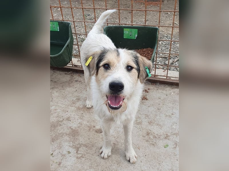 ♥WICKI♥ wunderbarer, unglaublich zutraulicher Gute-Laune-Hund, der einfach zum Verlieben ist 58 cm