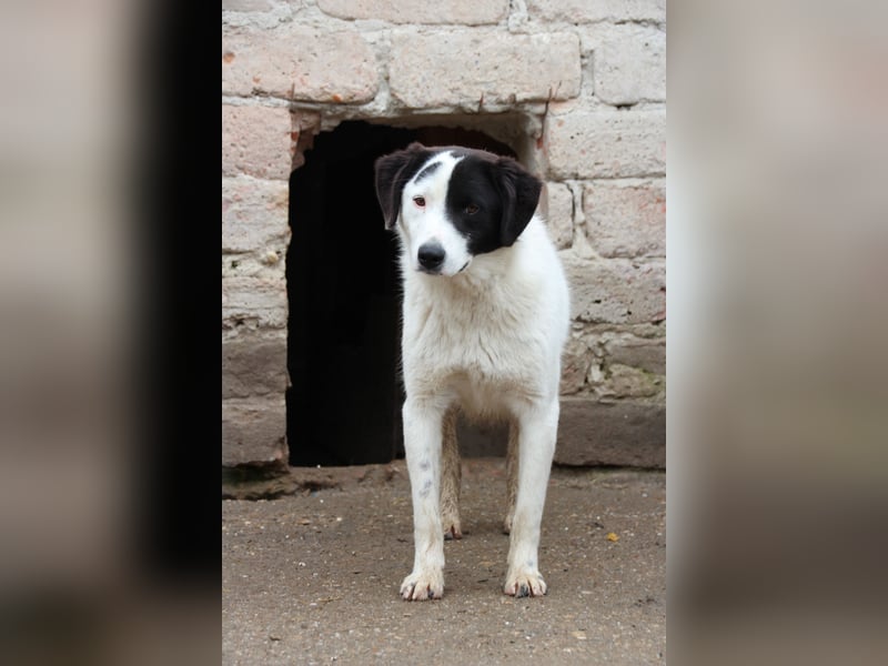 ⭐️SNOOPY⭐️, Spaßvogel und Spielkamerad, Rüde, 1,5 Jahre, 51 cm, Mischling, Tierschutz Rumänien