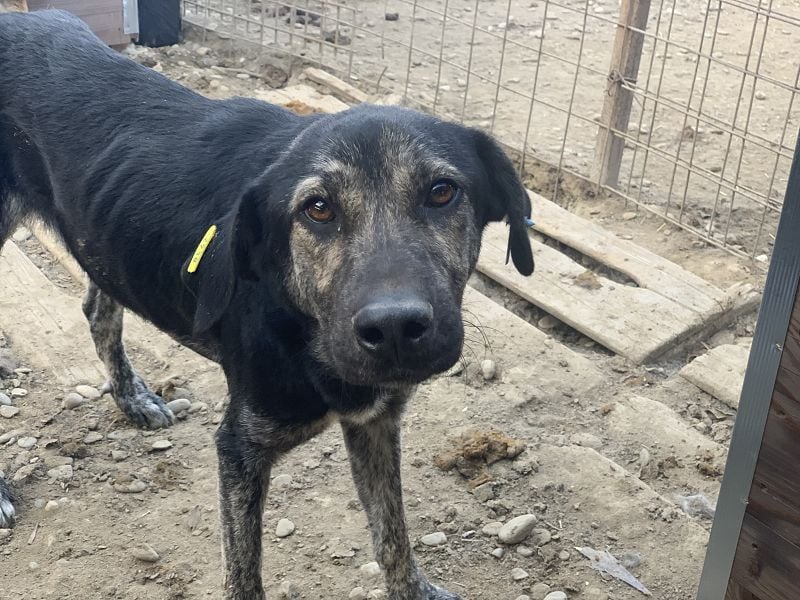 ♥SICCO♥ zu dünner, verschmuster, sehr menschenbezogener Rüde 60 cm