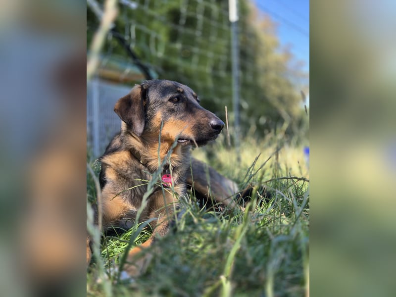 AMY, liebe Frohnatur, 2,5 Jahre, 59 cm, Mischling, Pflegestelle 57635, Tierschutz Rumänien