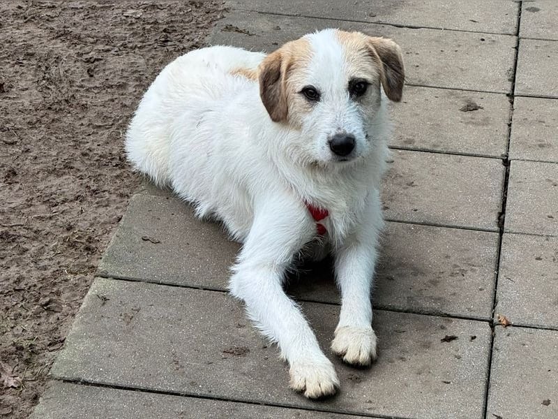 ♥MARLON♥ neu auf Pflegestelle bei Köln -hübscher, sehr menschenbezogener, kluger Drahthaar-Rüde 54cm