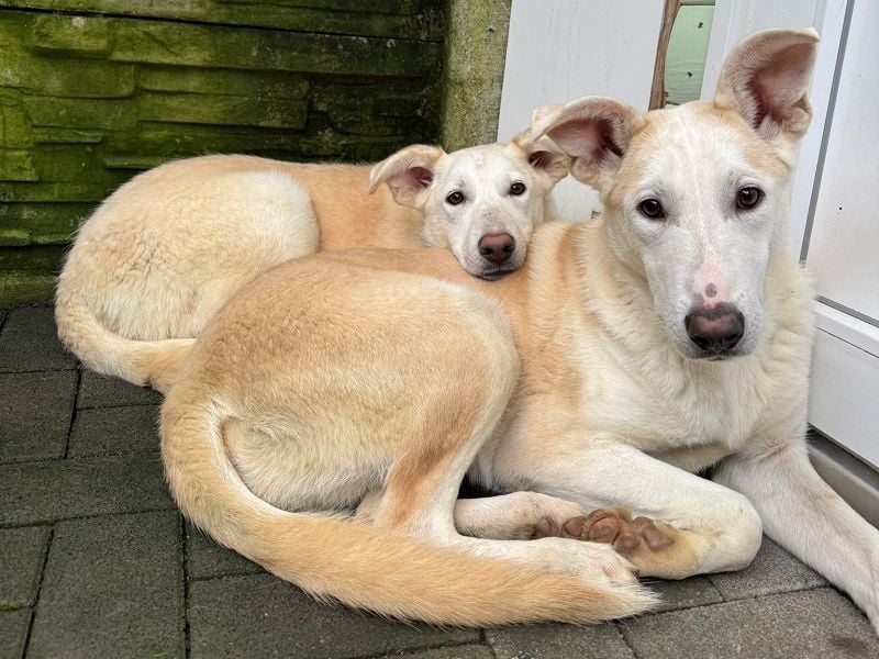 ♥SEPPI♥ neu auf Pflegestelle bei Köln - süßer, etwas zurückhaltender Junior 59 cm