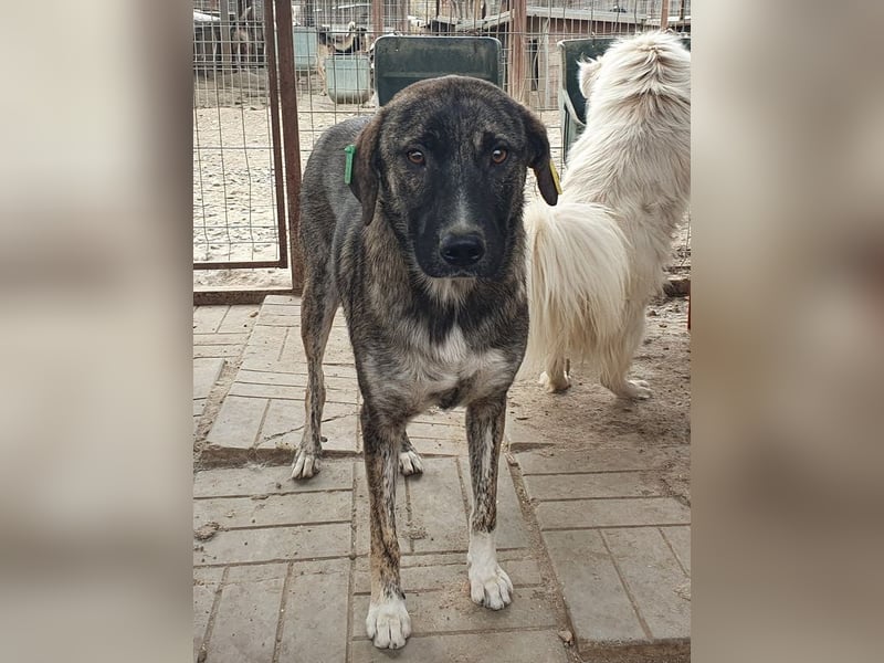 ♥FREDDY♥ süßer, sanfter, ruhiger Junghund mit einer sehr angenehmen zurückhaltenden Art 54 cm