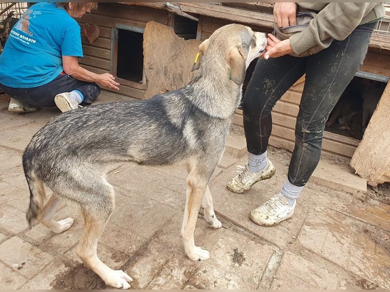 ♥FARO♥ richtig hübscher, ganz aufgeschlossener, ausgeglichener, unkomplizierter Jungrüde 57cm