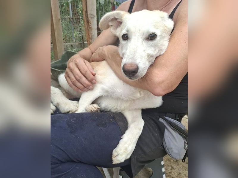 ♥SINA♥ neu auf Pflegestelle bei Köln - zuckersüße, verspielte Juniorin 59 cm