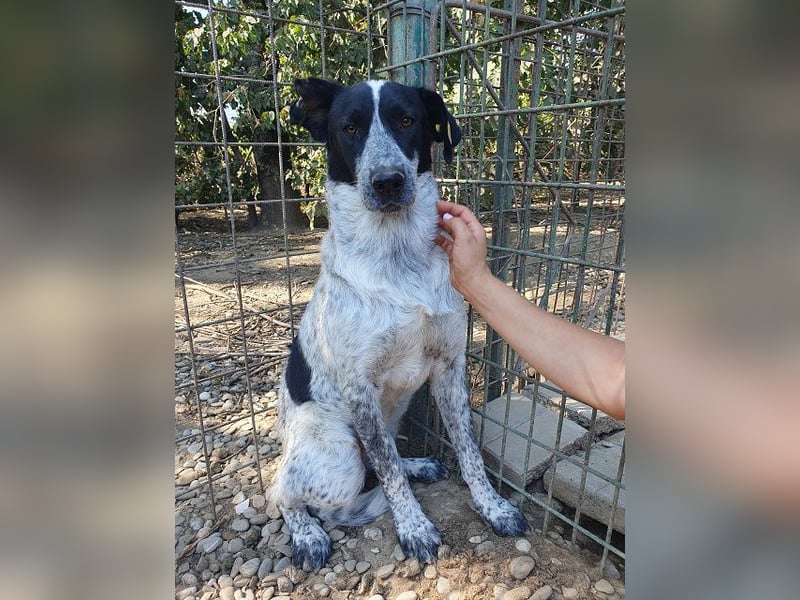 ♥NELIA♥ hübsche, weiß gepunktete, süße Hündin mit einem sensiblen, zurückhaltenden Wesen 56 cm