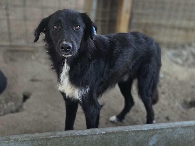 ♥MAURILIO♥ zuckersüßer, sanfter, noch vorsichtiger Rüde, der schon 3 Jahre im Tierheim lebt 55 cm
