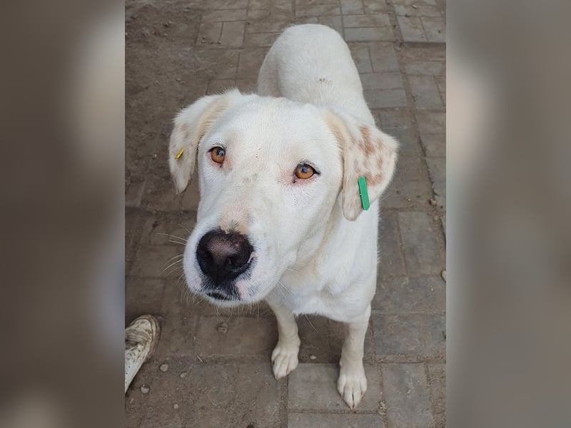 ♥WILLY♥ wunderschöner weißer Rüde mit einem besonders sanften und sensiblen Wesen 57 cm