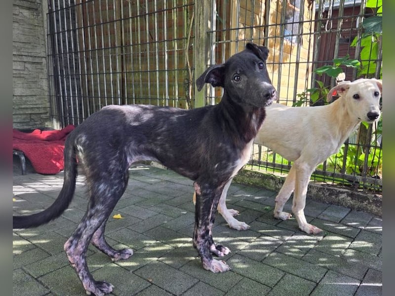 ♥NINA♥ neu auf Pflegestelle bei Köln - ganz liebe, aufgeschlossene, zu dünne Juniorin 55 cm