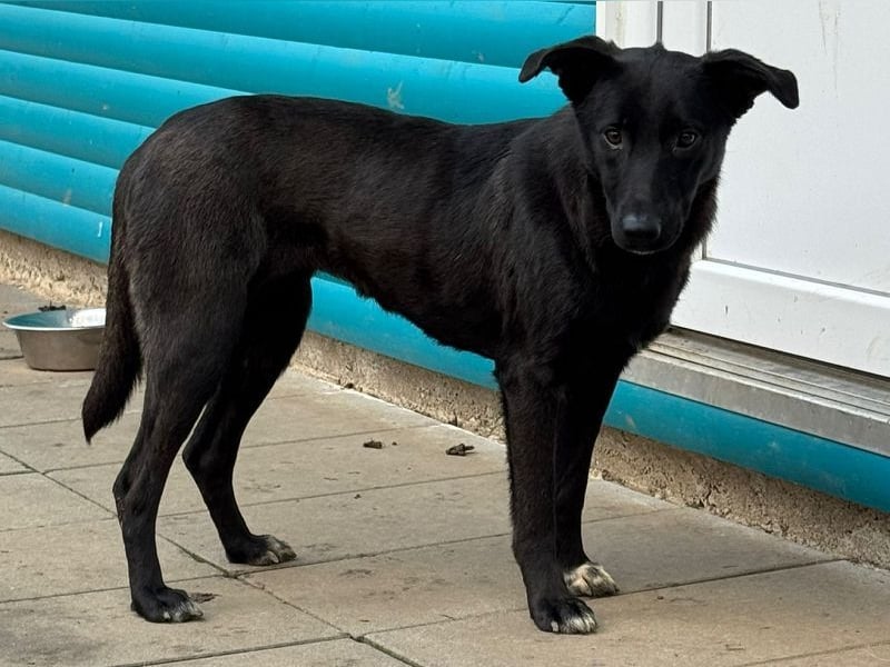 ♥LANA♥ neu auf Pflegestelle bei Köln - bewegungsfreudige, offene schwarze Schönheit 56cm