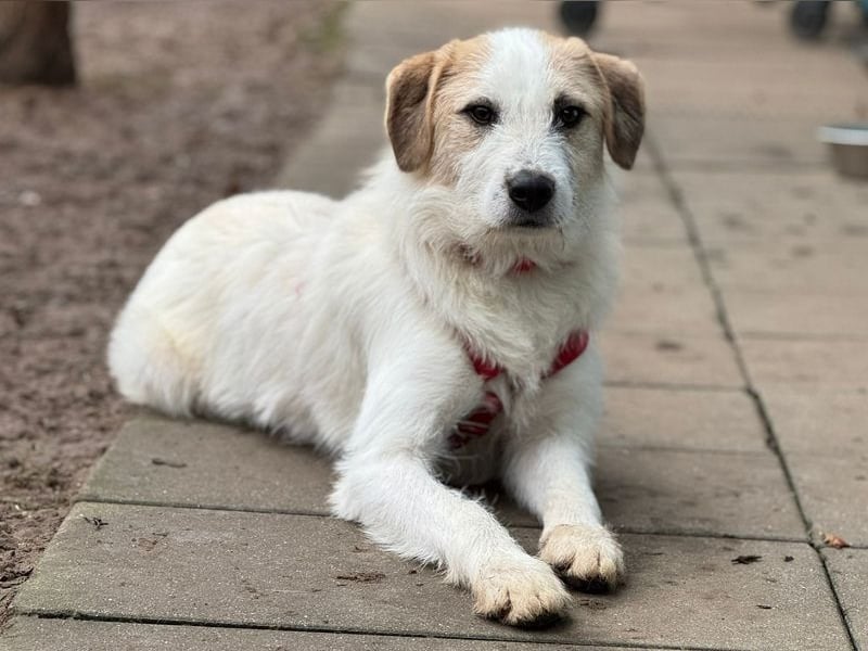 ♥MARLON♥ neu auf Pflegestelle bei Köln -hübscher, sehr menschenbezogener, kluger Drahthaar-Rüde 54cm