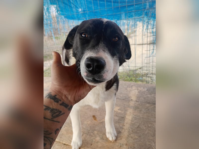 ⭐️SKIZZO⭐️, lieber Hundejunge, Rüde, 1 Jahr, 53 cm, Mischling, Tierschutz Rumänien