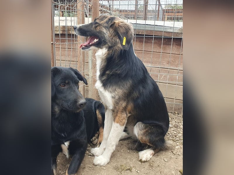 ♥MIA♥ ganz zutrauliche, verschmuste, wunderschöne tricolor-Hündin 56 cm