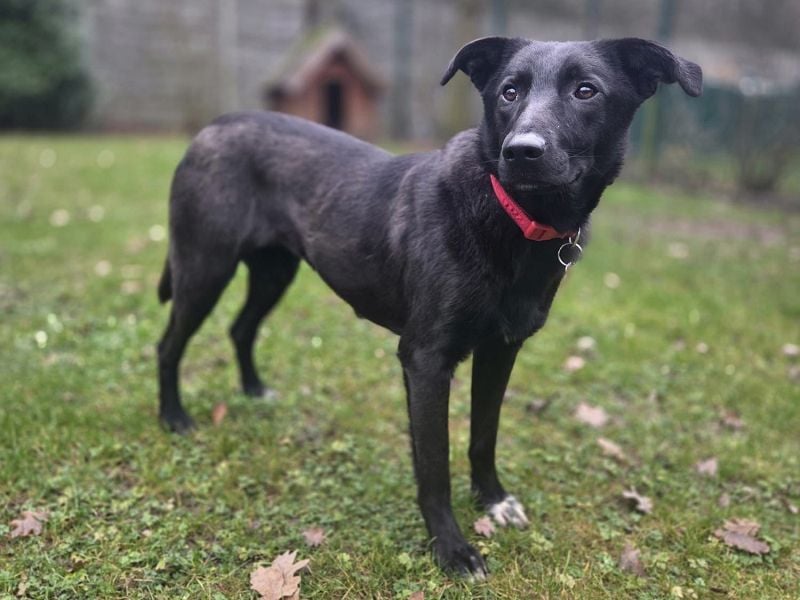 ♥LANA♥ neu auf Pflegestelle bei Köln - bewegungsfreudige, offene schwarze Schönheit 56cm